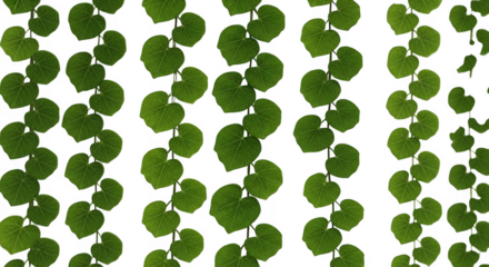 Cascading green vines with heartshaped leaves in a repeating pattern isolated on transparent background