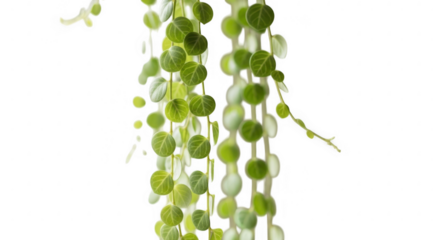 String of pearls plant with round green leaves cascading isolated on transparent background