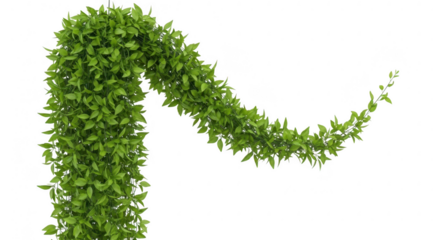 Cascading green vine with small leaves on a transparent background
