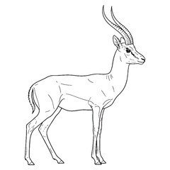 Obraz premium Springing Antelope Being Attribute - Gazelle vector - Gazelle Line art - Gazelle Drawing - Vector Lineart of Gazelle - gazelle icon - outline of gazelle