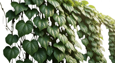 Green vine with heartshaped leaves cascading against transparent background