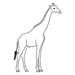 Wild-roaming Giraffe Spirit Core - Giraffe vector - Giraffe Line art - Giraffe Drawing - Vector Lineart of Giraffe - giraffe icon - outline of giraffe

