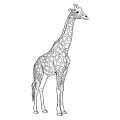 Obraz premium Gentle Giraffe Essential Nature Glimpse - Giraffe vector - Giraffe Line art - Giraffe Drawing - Vector Lineart of Giraffe - giraffe logo - giraffe outline