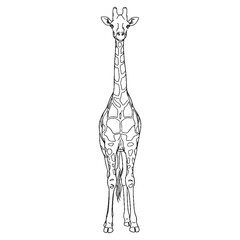 Silent Giraffe Physical Makeup Figure - Giraffe vector - Giraffe Line art - Giraffe Drawing - Vector Lineart of Giraffe - giraffe icon - outline of giraffe   © Jahangir