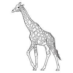 Graceful Giraffe Ancient Aura Ambit - Giraffe vector - Giraffe Line art - Giraffe Drawing - Vector Lineart of Giraffe - giraffe icon - outline of giraffe

