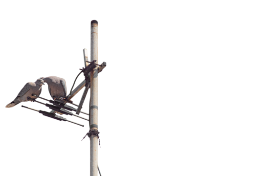 Pair of dove or pigeons sitting on television antenna, isolated on transparent white background. Male coos, whispers pleasant complement in female's ear. Courtship, love affairs, flirtatious symbol