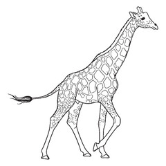 Spotted Giraffe Coat Feature Shape - Giraffe vector - Giraffe Line art - Giraffe Drawing - Vector Lineart of Giraffe - giraffe logo - giraffe outline

