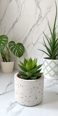Obraz premium aloe vera plant