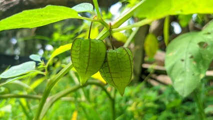 Fresh ground cherry, or ciplukan fruit, growing on vibrant green stems with husk-covered berries, healthy tropical plant in natural habitat