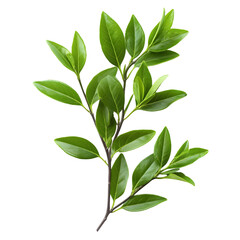 Fototapeta premium Tea Tree isolated on a transparent backgroundTea Tree isolated on a transparent background