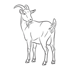 Shaggy Goat Capra Being Attribute - Goat vector - Goat Line art - Goat Drawing - Vector Lineart of Goat - goat icon - outline of goat


