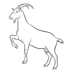 Full Goat Essential Nature Glimpse - Goat vector - Goat Line art - Goat Drawing - Vector Lineart of Goat - goat logo - goat outline


