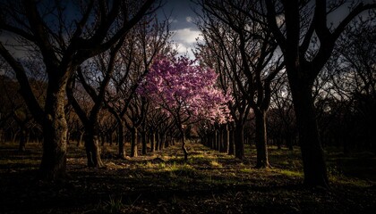 A solitary tree with vibrant pink blossoms stands out amidst a dark bare orchard under a dramatic sky.