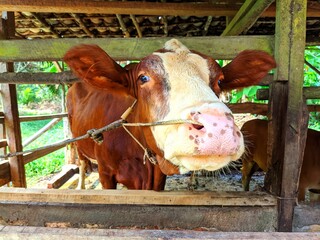 A cow stands in a wooden cow shed with warm natural lighting creating a rural atmosphere