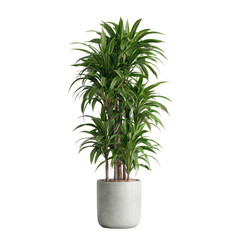 A lush, upright plant in a light-colored pot