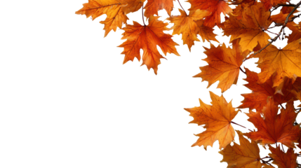 Colorful autumn leaves isolated on a black background for seasonal decorations or designs.