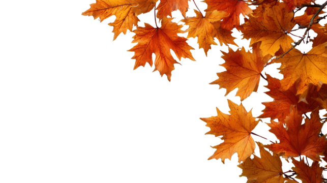 Colorful autumn leaves isolated on a black background for seasonal decorations or designs.