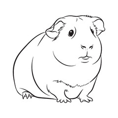 Firm Guinea Pig Durable Structure Aspect - Guinea Pig vector - Guinea Pig Line art - Guinea Pig Drawing - Vector Lineart of Guinea Pig - guinea pig icon - outline of guinea pig

