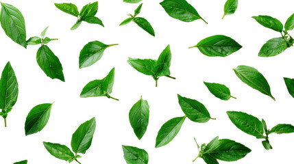 Fresh green leaves scattered on a white background, perfect for nature-themed designs and creative projects.