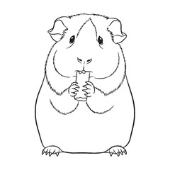 Total Guinea Pig Physical Makeup Figure - Guinea Pig vector - Guinea Pig Line art - Guinea Pig Drawing - Vector Lineart of Guinea Pig - guinea pig icon - outline of guinea pig

