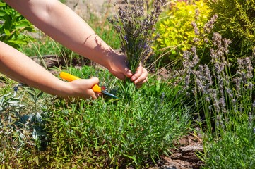Hands cutting fresh lavender flowers in a sunny garden with yellow scissors.
