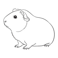 Stocky Guinea Pig Body Anatomy Sketch - Guinea Pig vector - Guinea Pig Line art - Guinea Pig Drawing - Vector Lineart of Guinea Pig - guinea pig icon - outline of guinea pig

