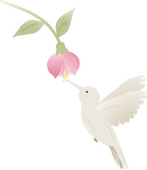 White Hummingbird Feeding from Pink Fuchsia Flower Vector Illustration