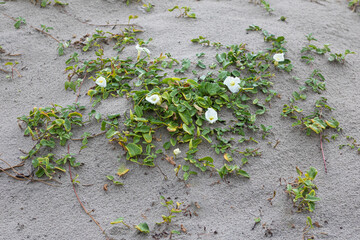 Beach Morning Glory Blooming in Coastal Sand