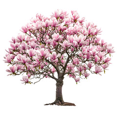 Obraz premium Magnolia Tree isolated on a transparent background
