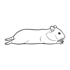 Hardy Hamster Terrestrial Form View - Hamster vector - Hamster Line art - Hamster Drawing - Vector Lineart of Hamster - hamster icon - outline of hamster

