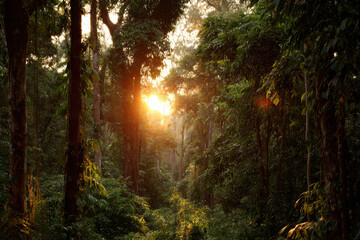 breathtaking sunset in brazilian rainforest showcasing ultrabright sky illuminating surroundings