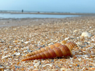 seashell on the beach