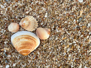 shells on the beach
