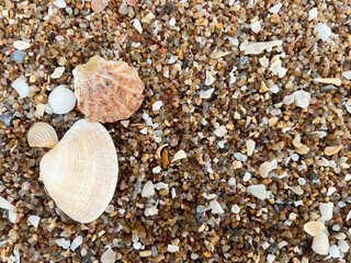 shells on the beach