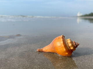 seashell on the beach