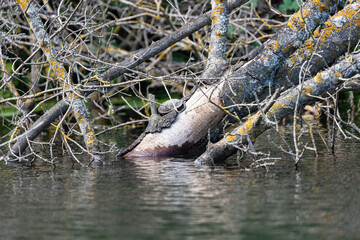 Tree in water and turtle