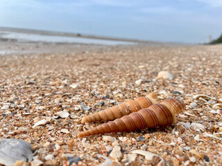 shell on the beach