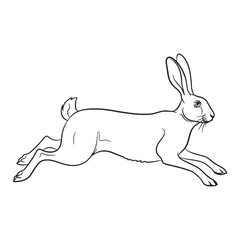 Firm Hare Durable Structure Aspect - Hare vector - Hare Line art - Hare Drawing - Vector Lineart of Hare - Hare icon - outline of hare

