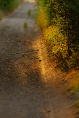 The bright sun is shining brilliantly through the lush green trees that line the peaceful side of a winding dirt road, creating a beautiful scene
