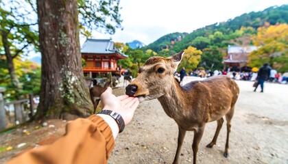 A person's hand feeding a deer in a park