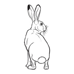 Central Hare Fundamental Qualities Zone - Hare vector - Hare Line art - Hare Drawing - Vector Lineart of Hare - Hare illustration - hare outline

