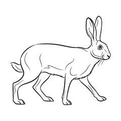 Authentic Hare True Identity Phase - Hare vector - Hare Line art - Hare Drawing - Vector Lineart of Hare - Hare icon - outline of hare

