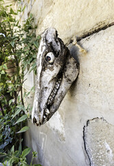 Dead goat skull