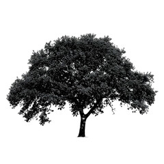 Oak Tree isolated on a transparent background