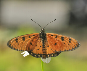 butterfly on a flower