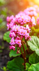 Obraz premium Vibrant pink flowers in garden