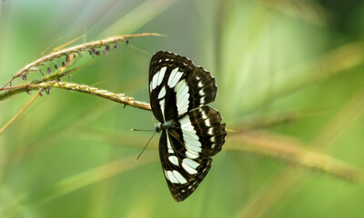 butterfly on a green leaf