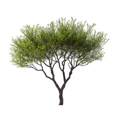 Palo Verde Tree isolated on a transparent background