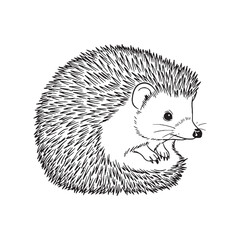 Forest Hedgehog Silent Presence Air - Hedgehog vector - Hedgehog Line art - Hedgehog Drawing - Vector Lineart of Hedgehog - Hedgehog illustration - hedgehog outline


