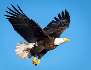 Obraz premium Bald eagle soaring in clear blue sky
